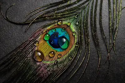 Peacock Feather with Dew Drops