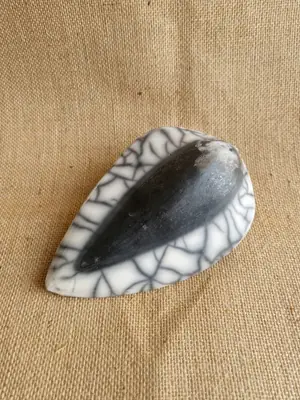 Sunflower Seed