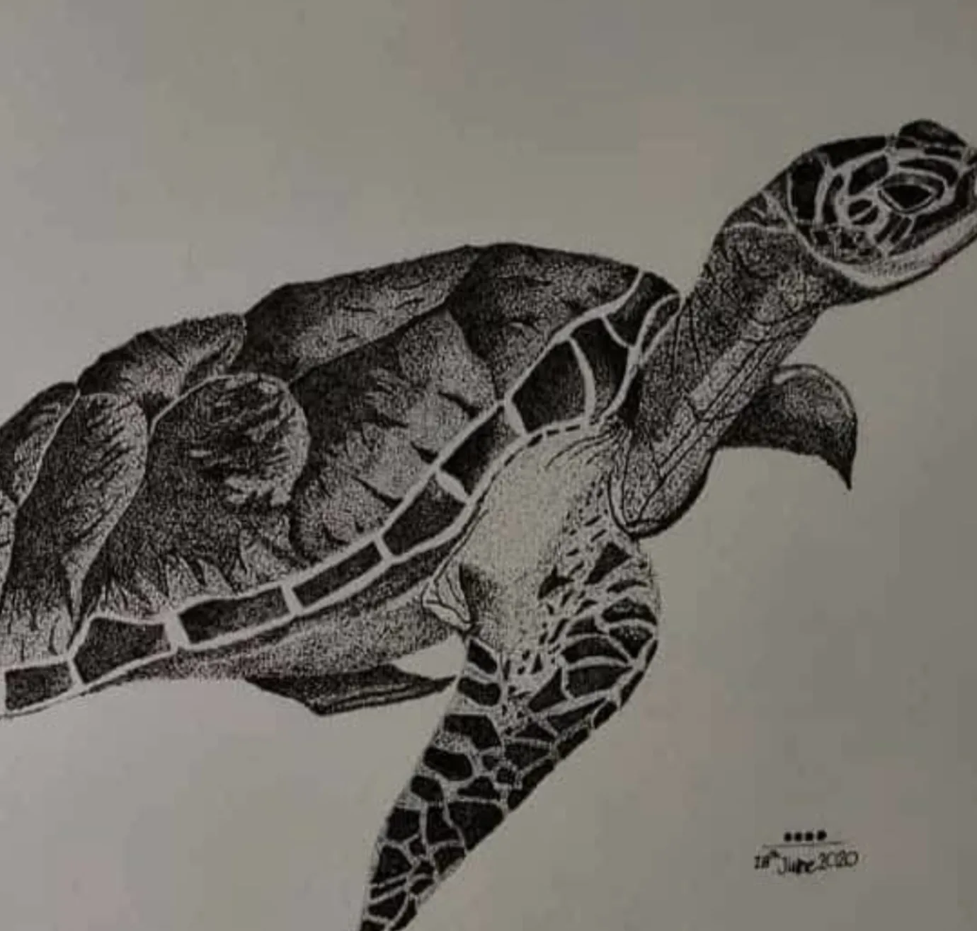 slow unhurried turtle image 2