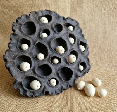 Lotus Pod