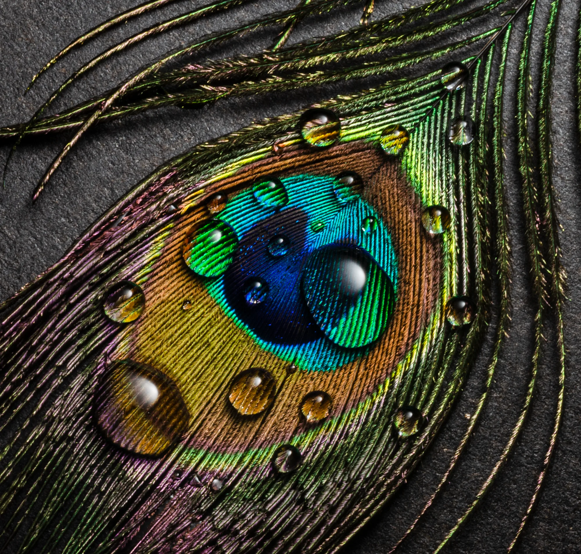 Peacock Feather with Dew Drops
