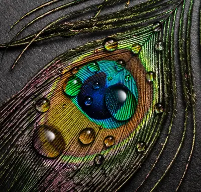 Peacock Feather with Dew Drops
