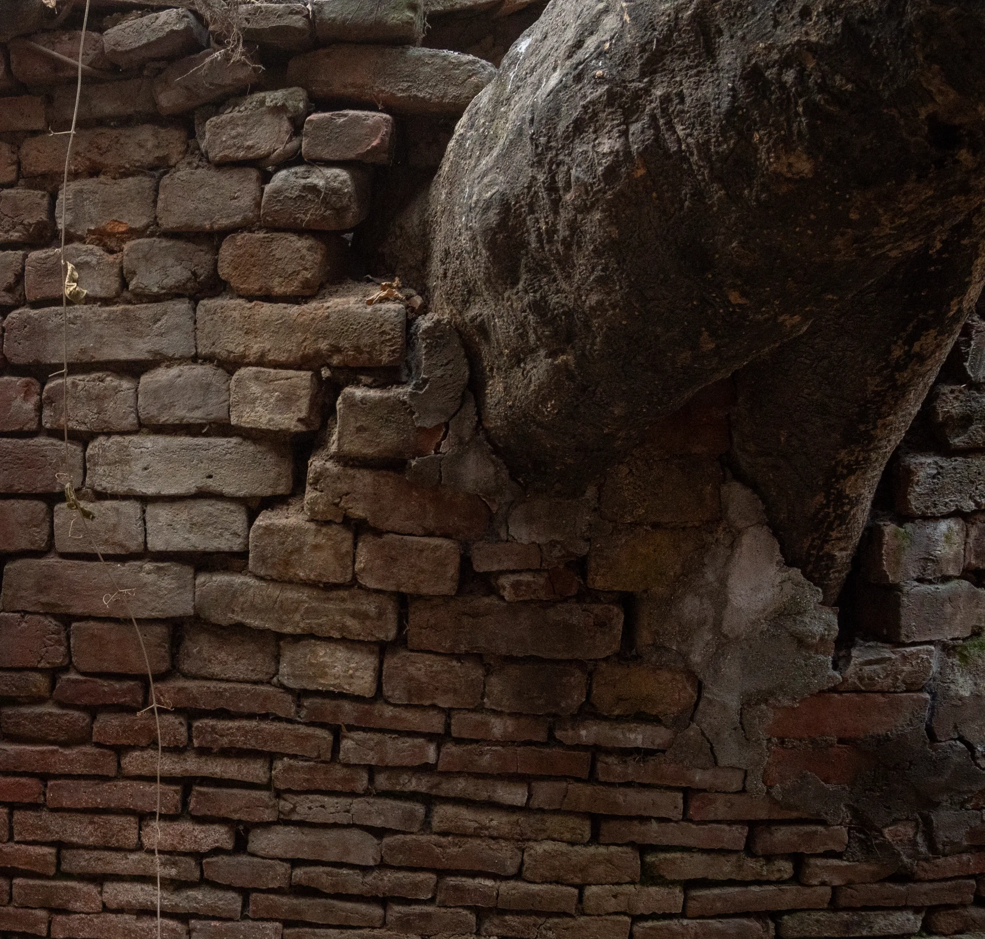 Buttressed through roots and ruins