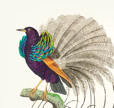 Royal Elegance: The Enchanted Bird of Paradise
